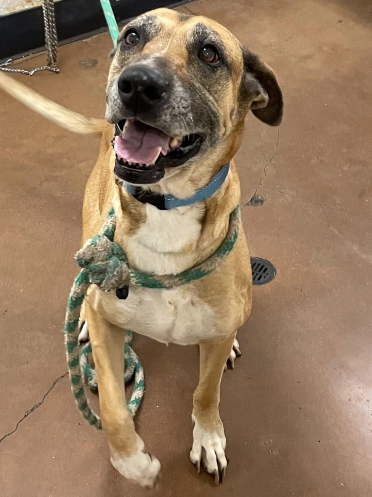 Enlarge Sugar, a Adoptable mixed breed in Chico, CA image 1/5