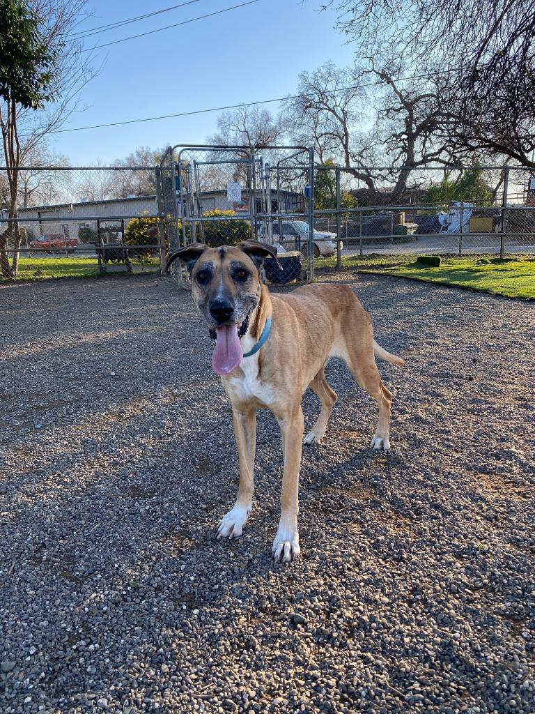 Enlarge Sugar, a Adoptable mixed breed in Chico, CA image 2/5
