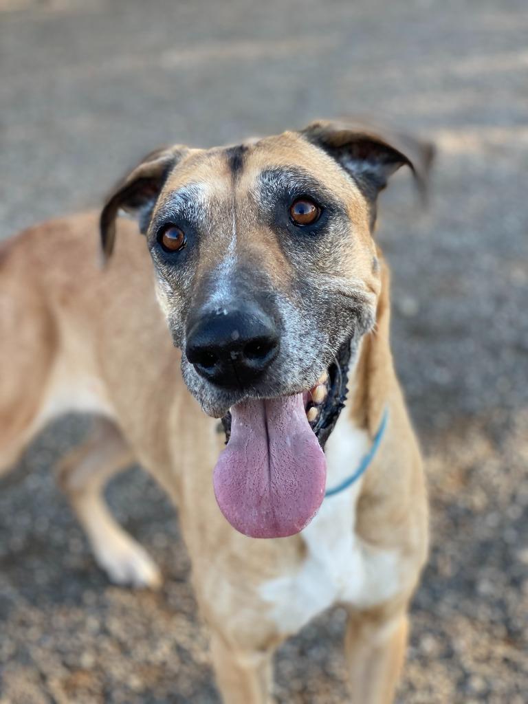 Enlarge Sugar, a Adoptable mixed breed in Chico, CA image 5/5