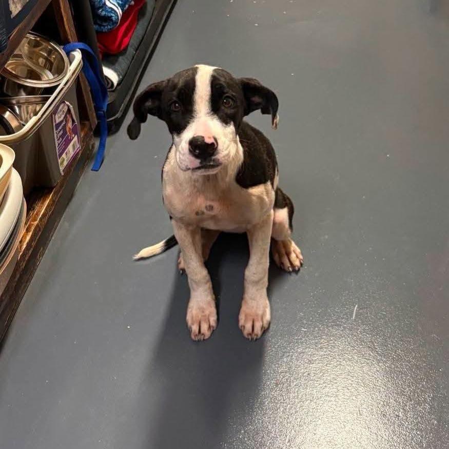 Enlarge Remedy, a Adoptable Mixed Breed in Myrtle Beach, SC image 1/1