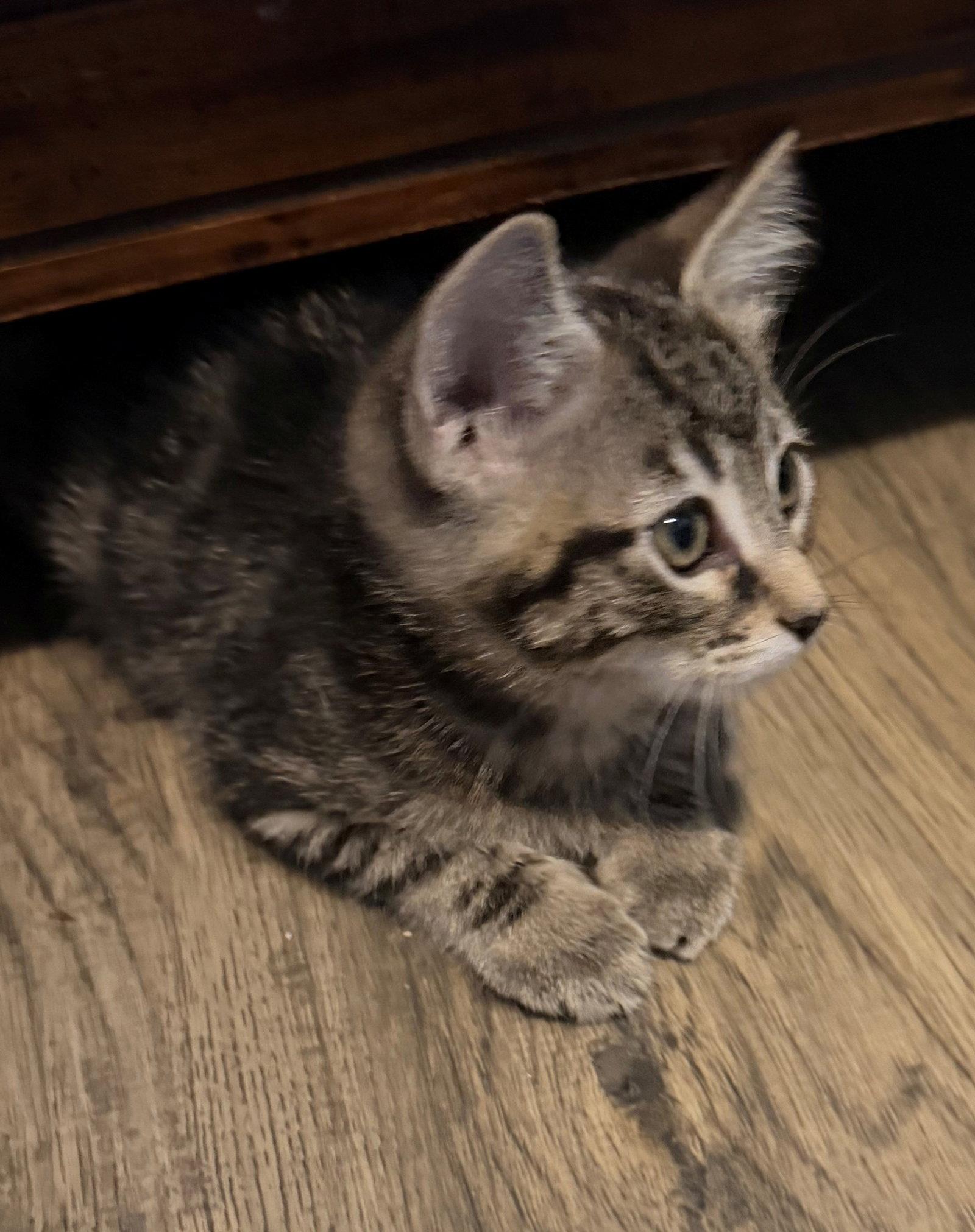 Nila, Adoptable, Kitten Female Domestic Short Hair.