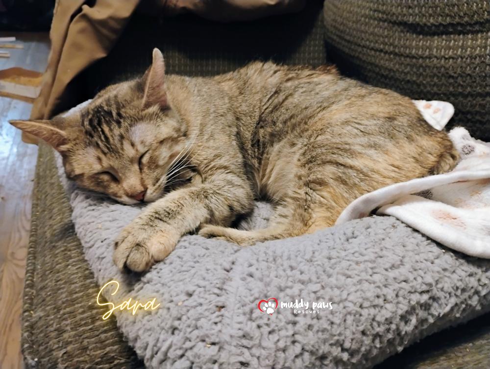 Enlarge Sara (Mama of the Buggies), a Adoptable mixed breed in Council Bluffs, IA image 1/6