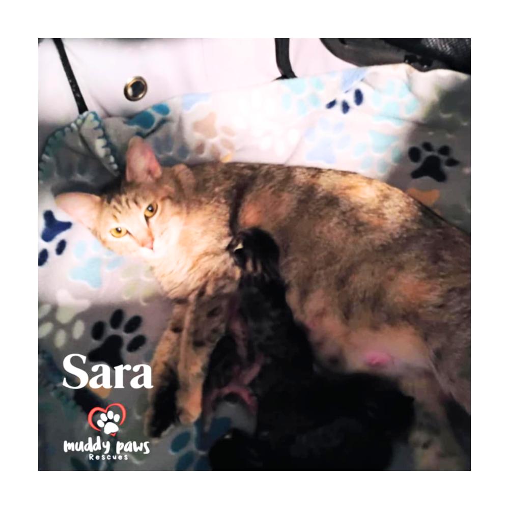 Enlarge Sara (Mama of the Buggies), a Adoptable mixed breed in Council Bluffs, IA image 2/6