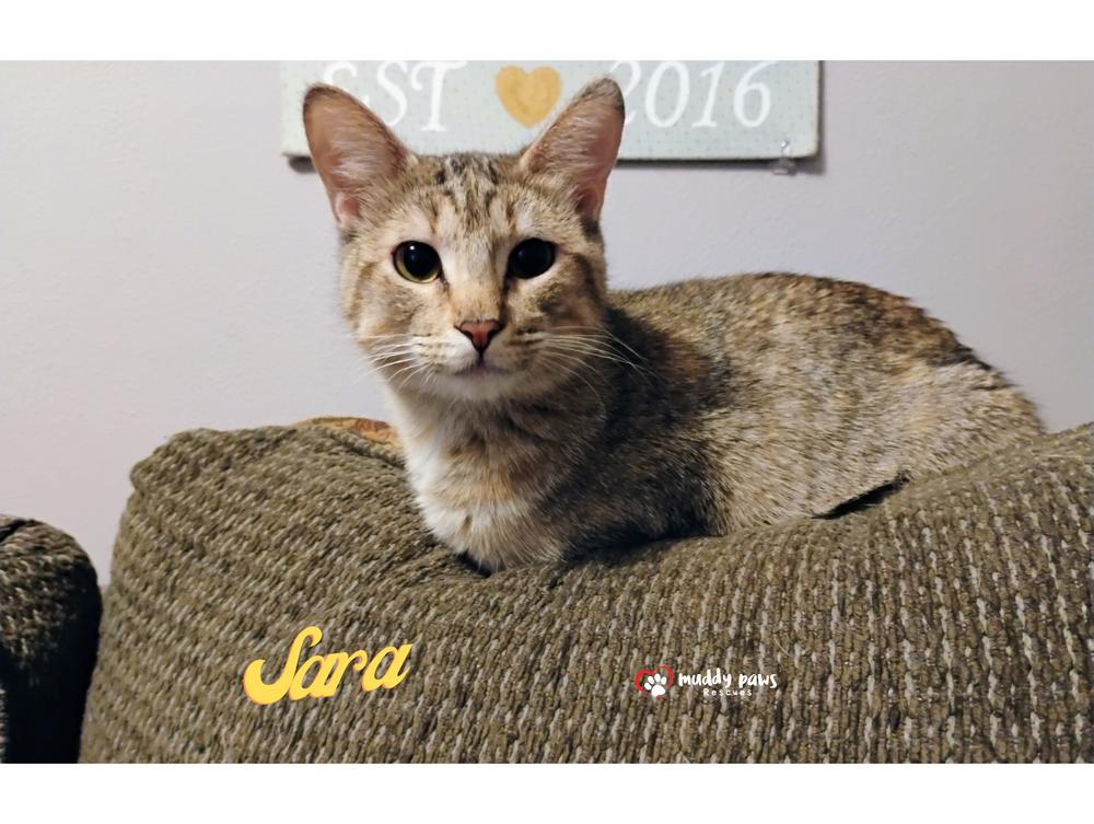 Enlarge Sara (Mama of the Buggies), a Adoptable mixed breed in Council Bluffs, IA image 3/6