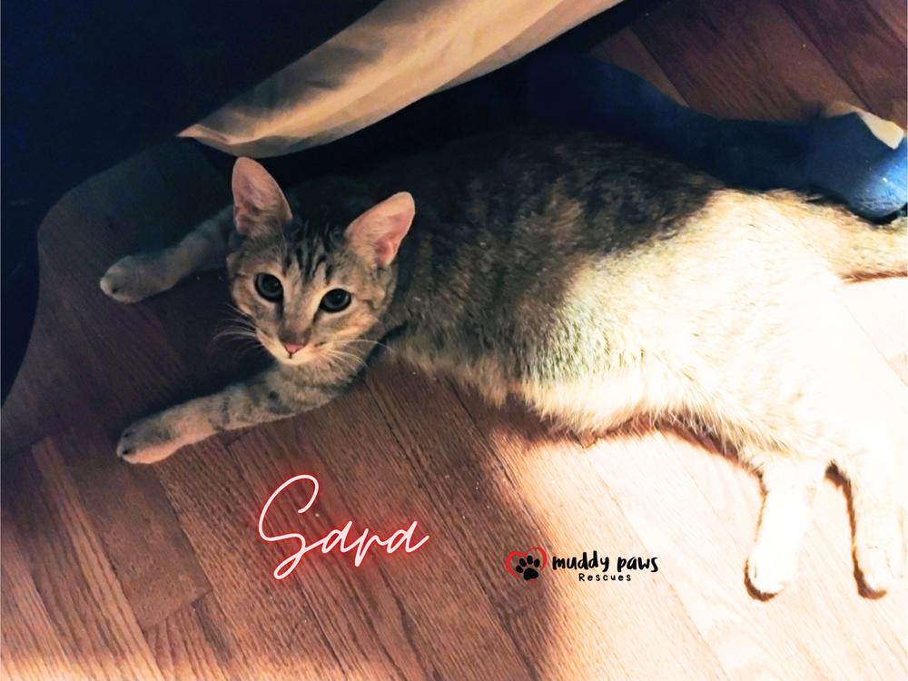 Enlarge Sara (Mama of the Buggies), a Adoptable mixed breed in Council Bluffs, IA image 4/6