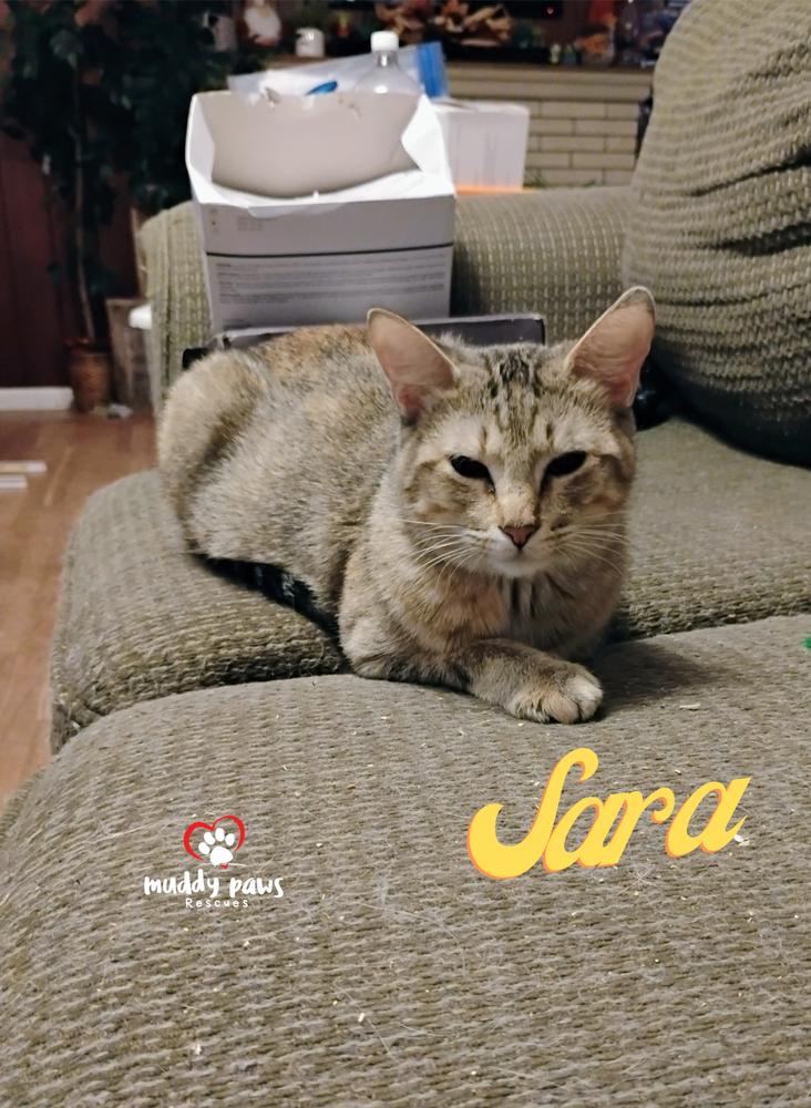 Enlarge Sara (Mama of the Buggies), a Adoptable mixed breed in Council Bluffs, IA image 6/6
