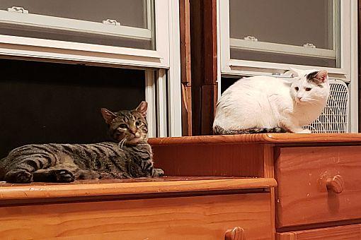 Tigger, Adoptable, Adult Male Domestic Short Hair.