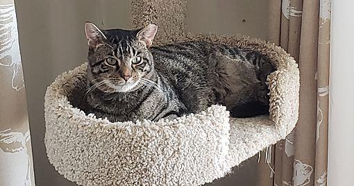 Tigger, a Adoptable Domestic Short Hair in Macedonia, OH image 2/6