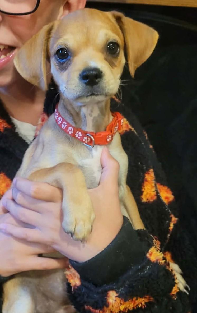Enlarge Nemo, a Adopted mixed breed in Lowell, IN image 2/2