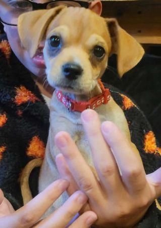 Enlarge Nemo, a Adopted mixed breed in Lowell, IN image 1/2