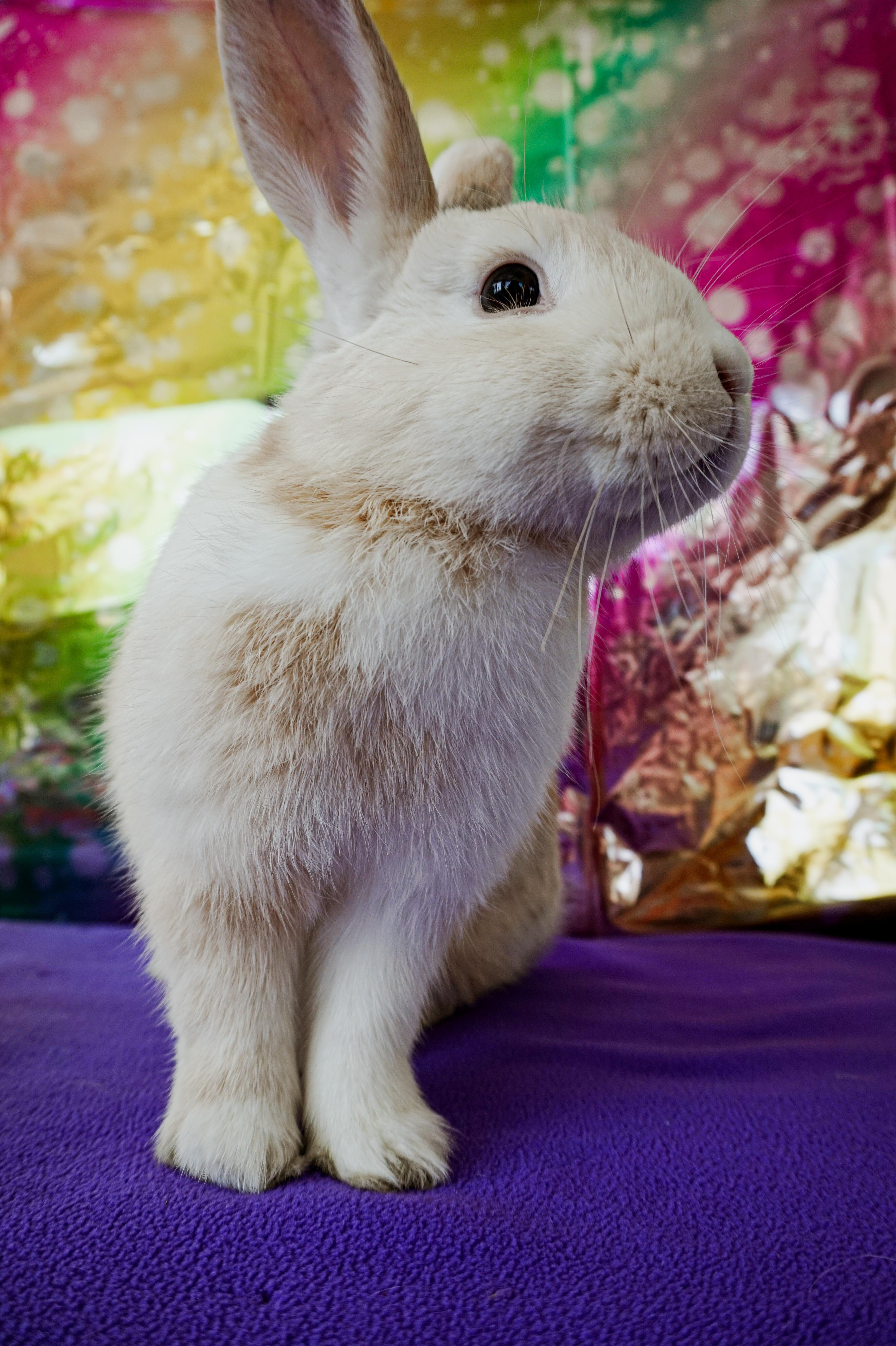 Enlarge Sammy, a ADOPTABLE mixed breed in Long Beach, CA image 4/5