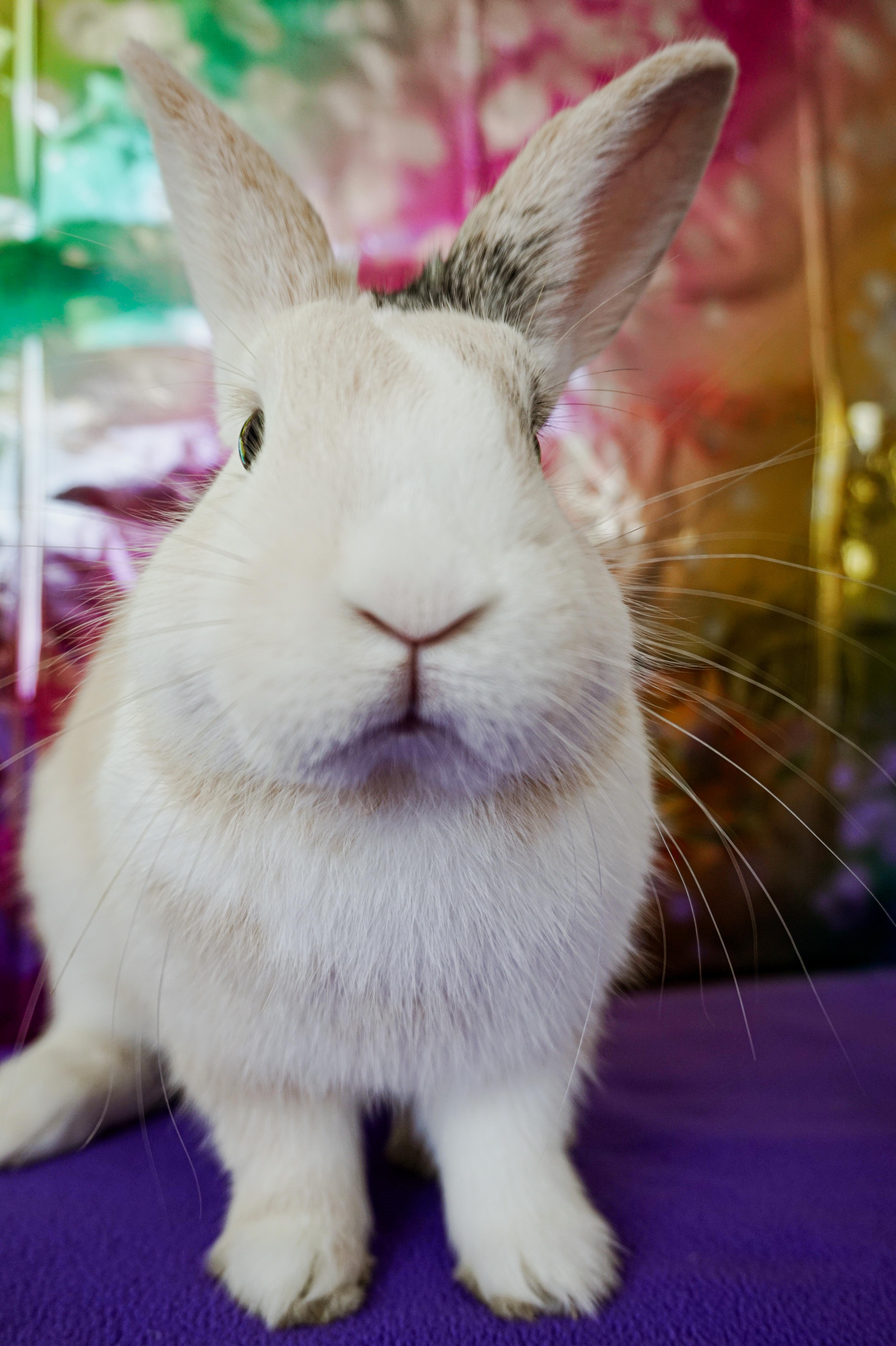 Enlarge Sammy, a ADOPTABLE mixed breed in Long Beach, CA image 5/5