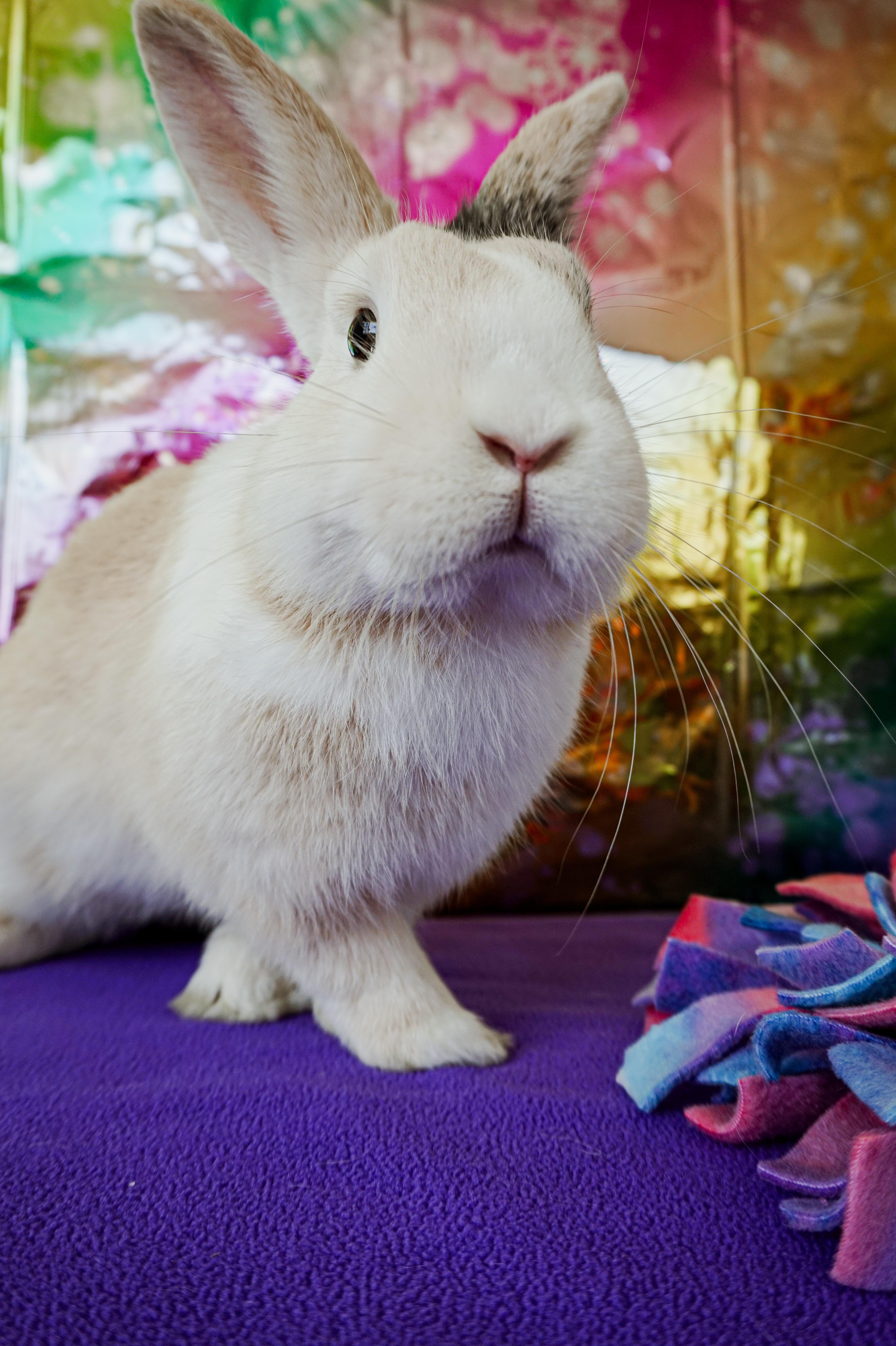 Enlarge Sammy, a ADOPTABLE mixed breed in Long Beach, CA image 2/5