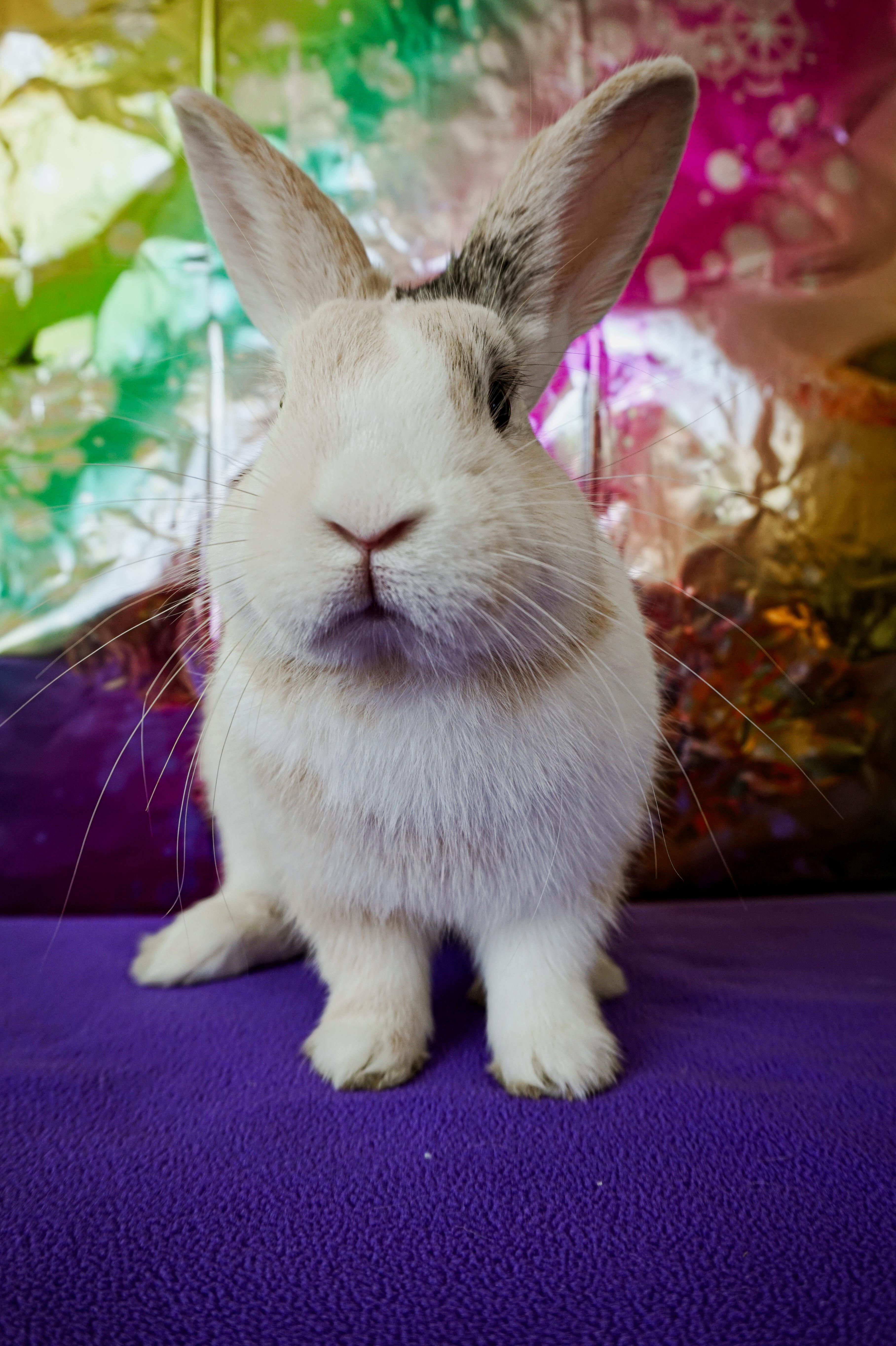 Enlarge Sammy, a ADOPTABLE mixed breed in Long Beach, CA image 3/5