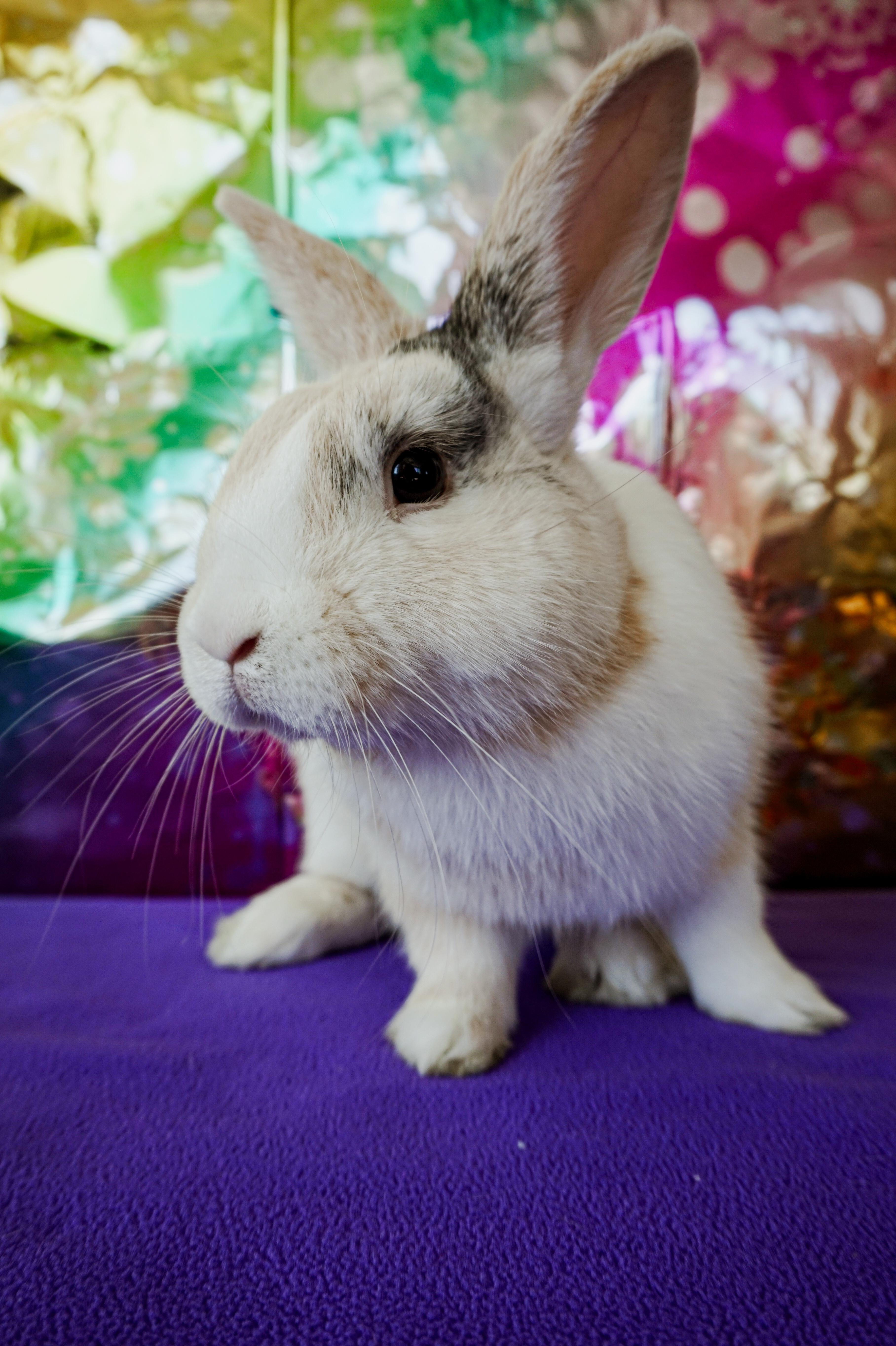 Sammy, ADOPTABLE, Young Male Dutch & Bunny Rabbit.