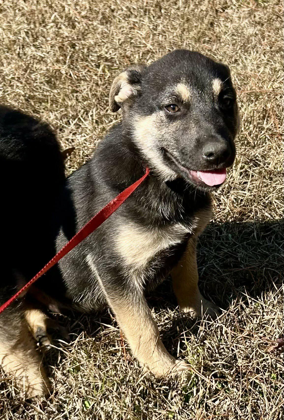 Enlarge Jubilee, a ADOPTABLE German Shepherd Dog in Westport, MA image 2/4