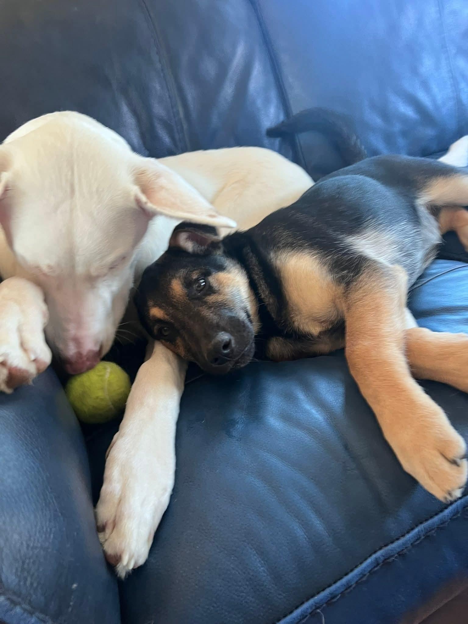 Enlarge Jubilee, a ADOPTABLE German Shepherd Dog in North Grafton, MA image 5/6