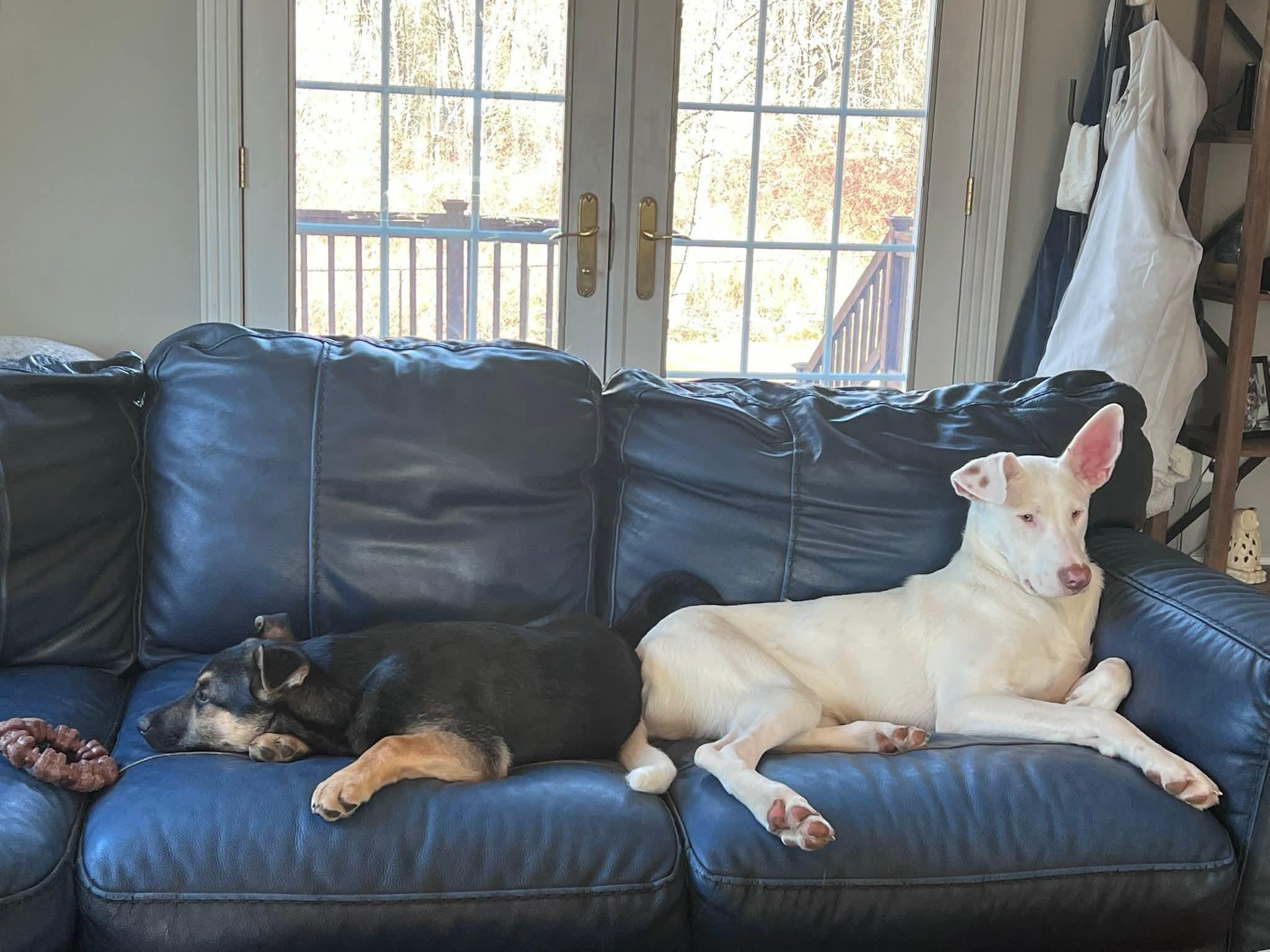 Enlarge Jubilee, a ADOPTABLE German Shepherd Dog in North Grafton, MA image 4/6