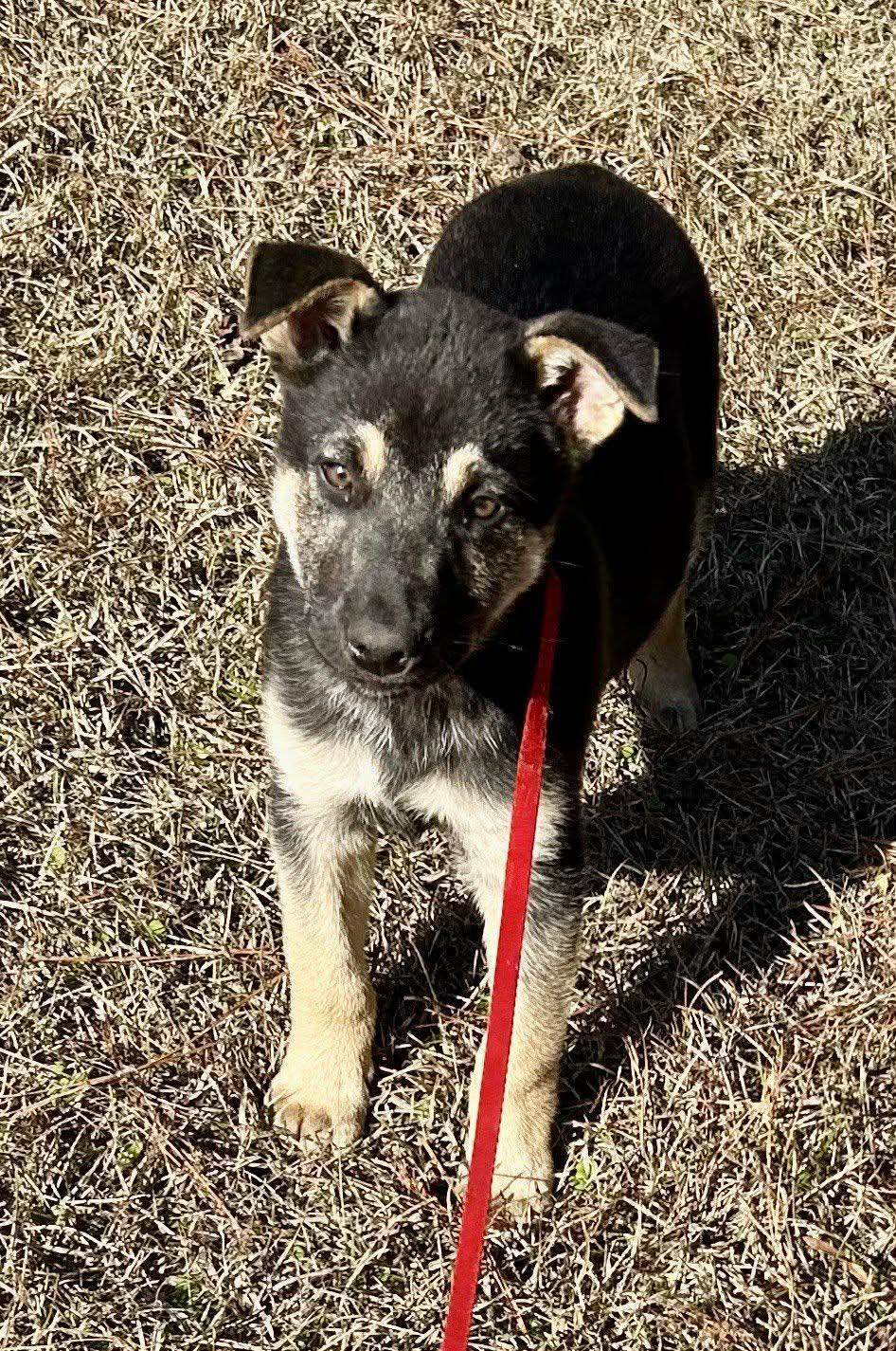 Enlarge Jubilee, a ADOPTABLE German Shepherd Dog in Westport, MA image 4/4