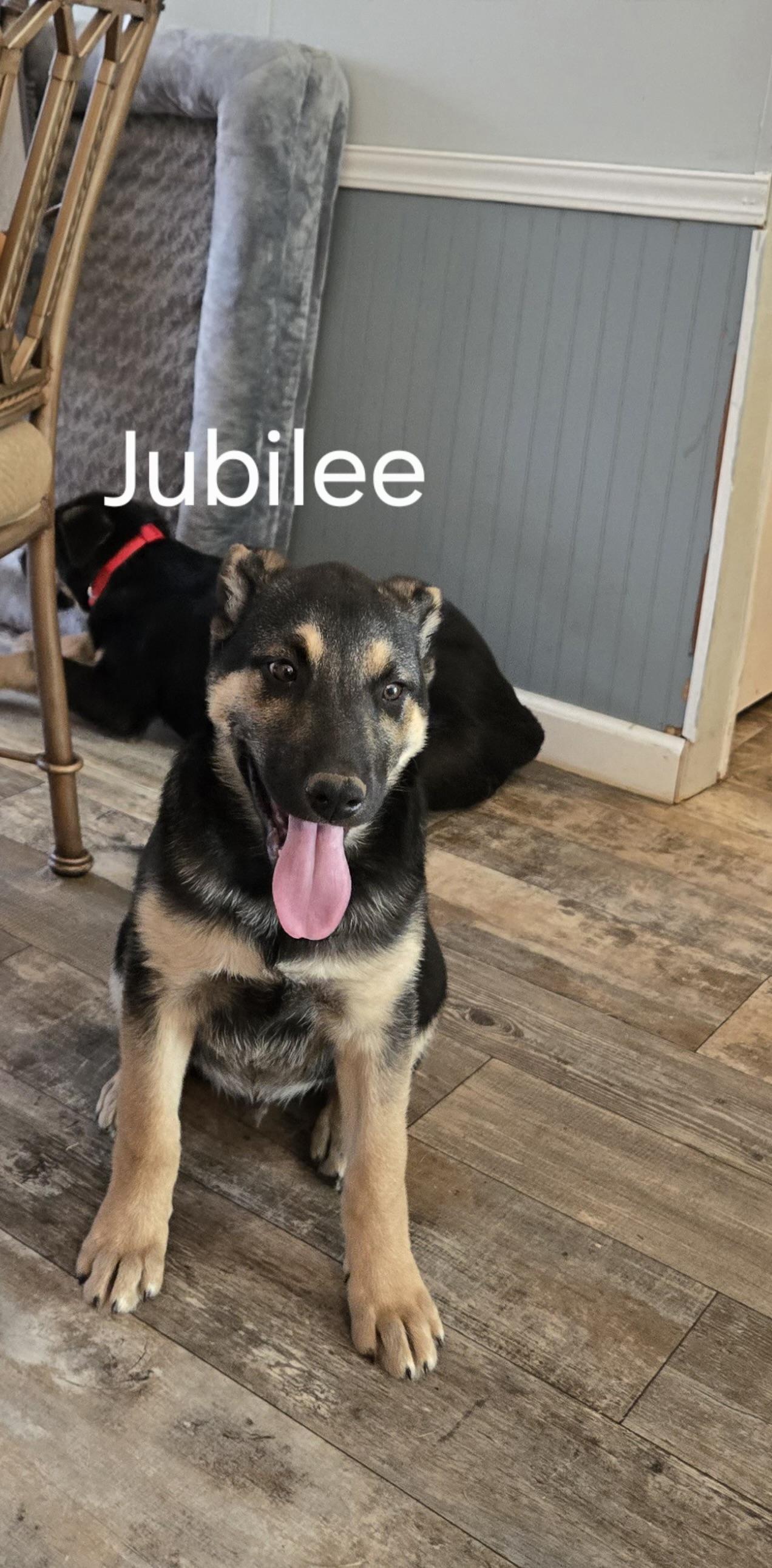 Enlarge Jubilee, a ADOPTABLE German Shepherd Dog in North Grafton, MA image 3/6