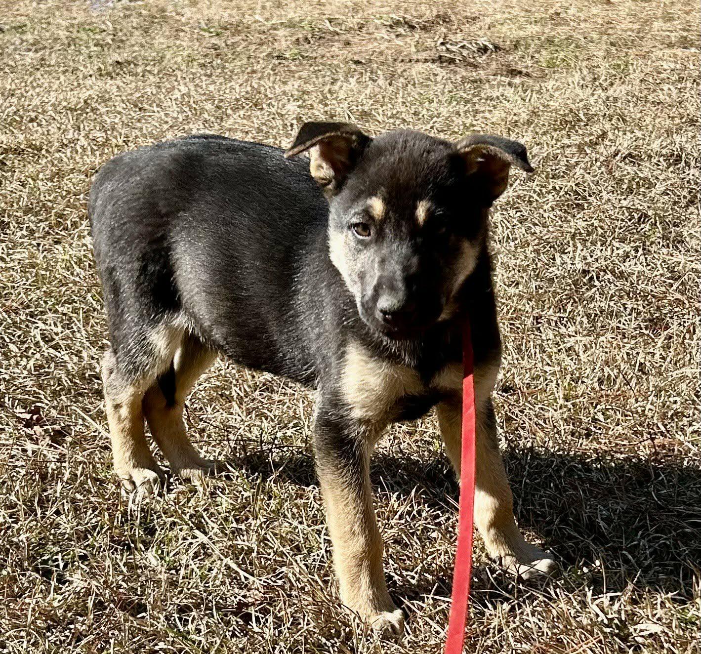 Enlarge Jubilee, a ADOPTABLE German Shepherd Dog in Westport, MA image 1/4