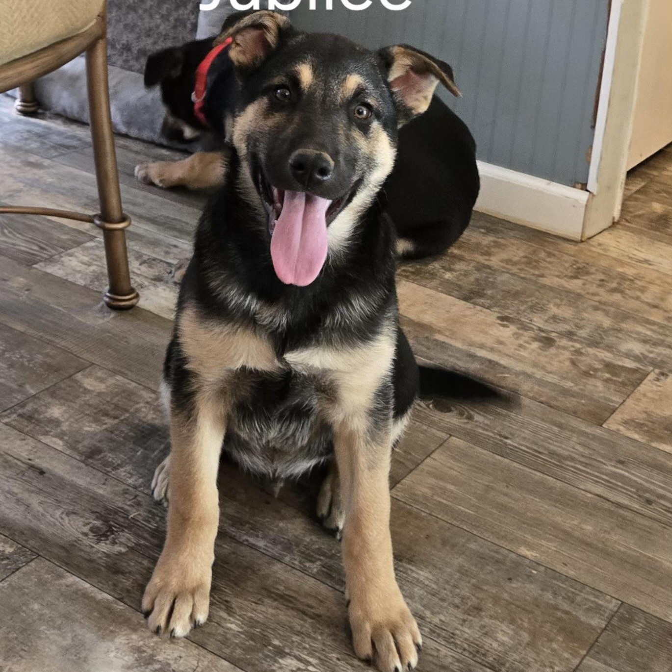 Jubilee, ADOPTABLE, Puppy Female German Shepherd Dog.