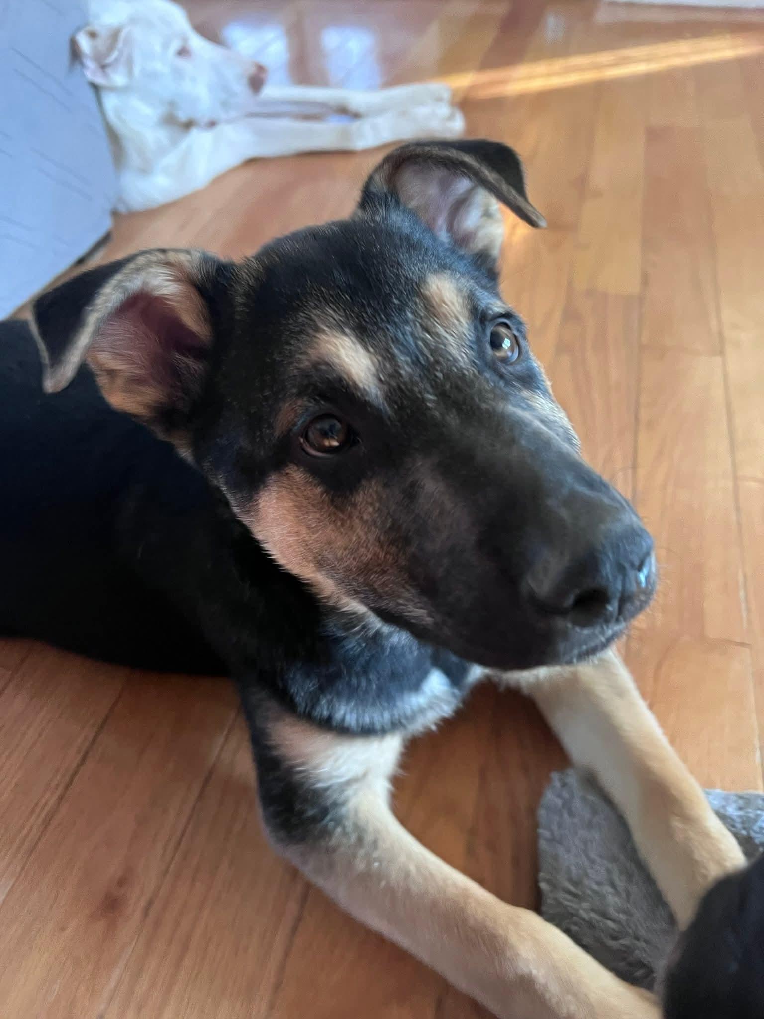 Enlarge Jubilee, a ADOPTABLE German Shepherd Dog in North Grafton, MA image 6/6