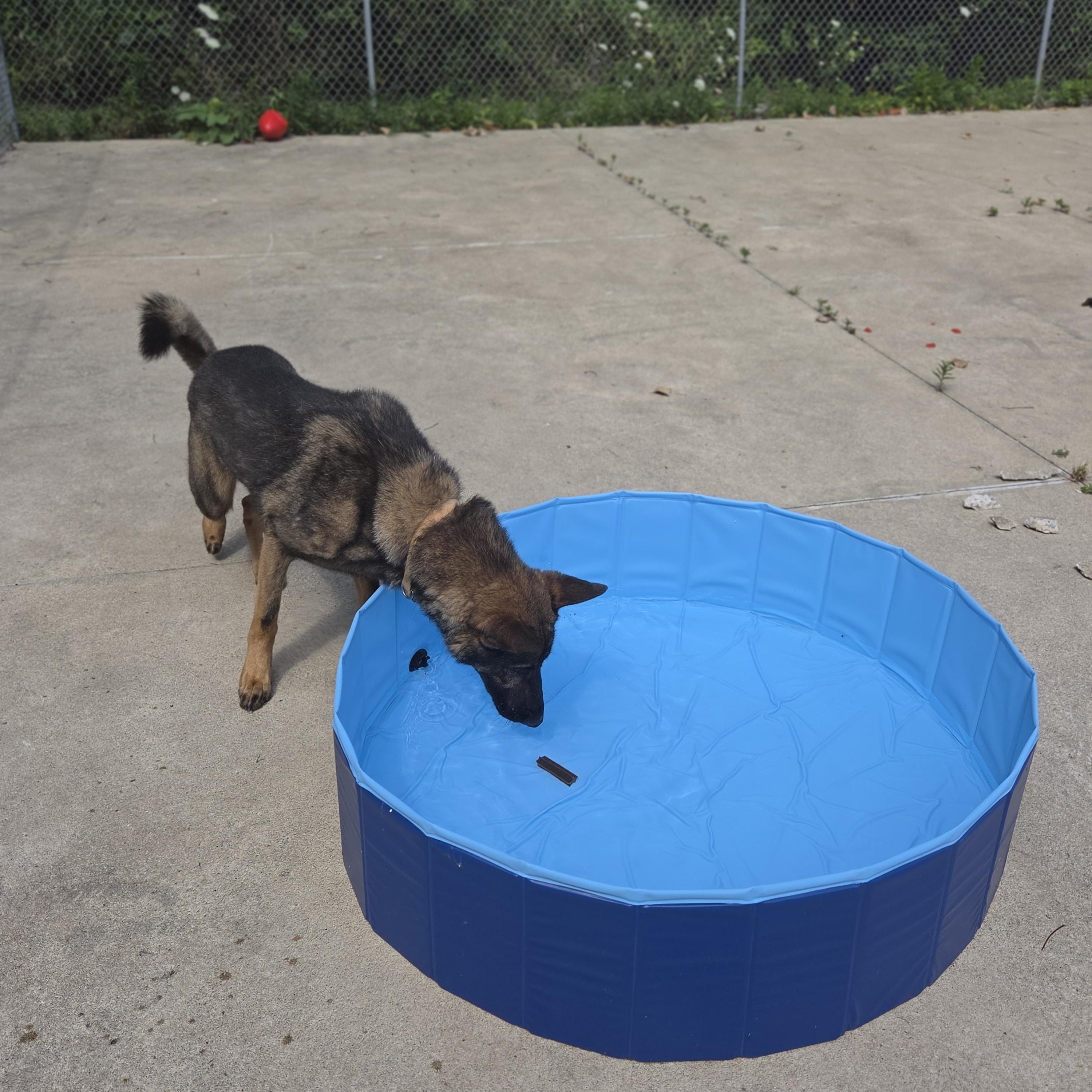 Wilbur, a ADOPTABLE German Shepherd Dog in Medina, OH image 4/4