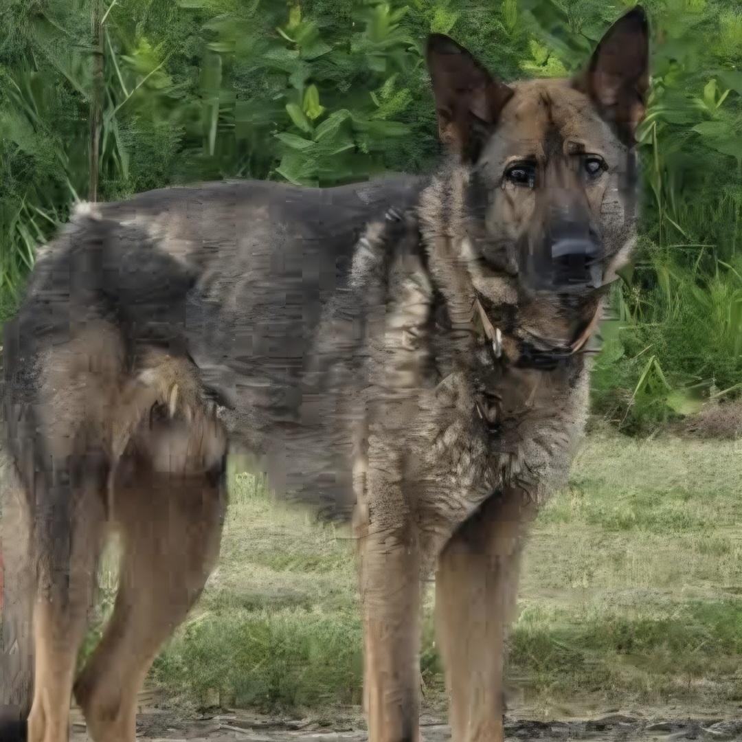 Wilbur, ADOPTABLE, Adult Male German Shepherd Dog.