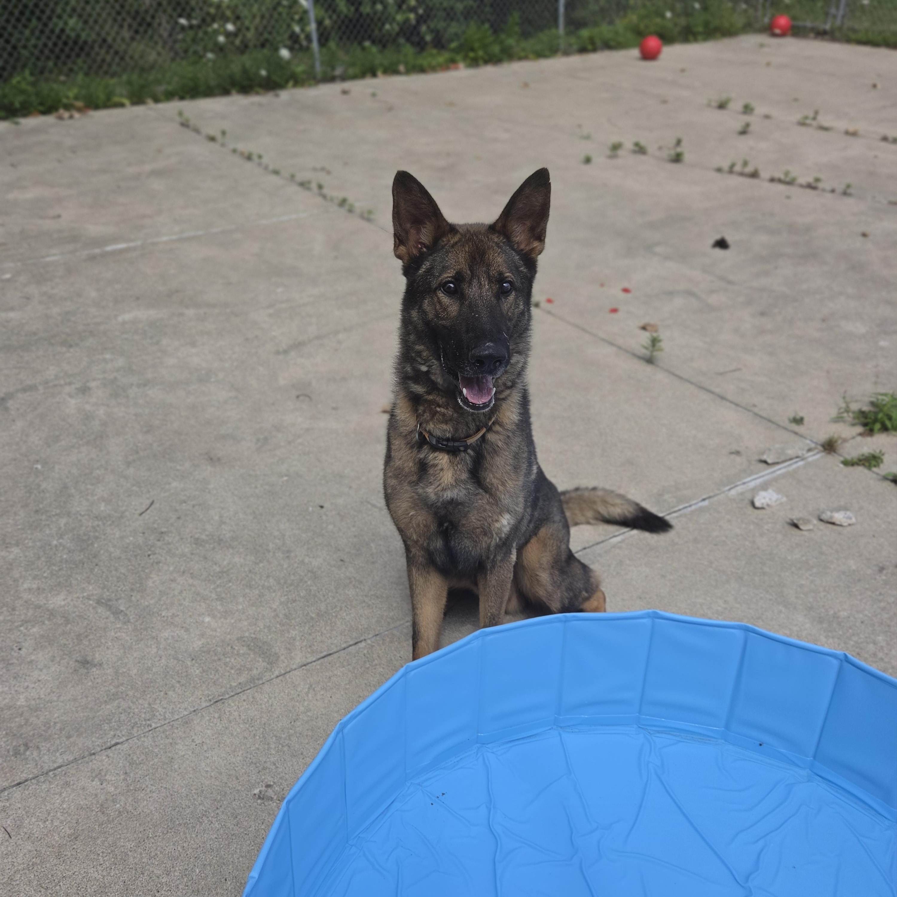 Wilbur, a ADOPTABLE German Shepherd Dog in Medina, OH image 2/4