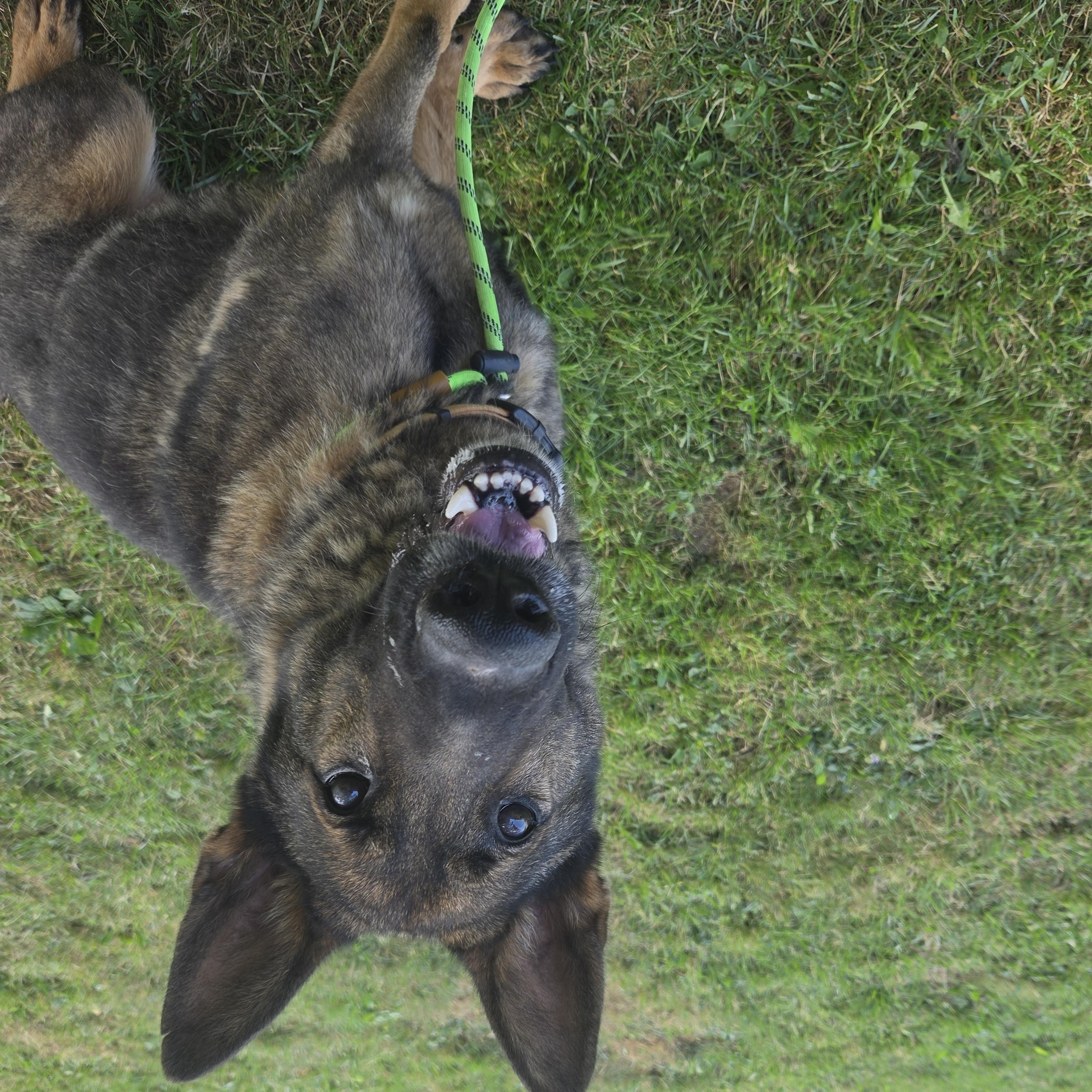 Wilbur, a ADOPTABLE German Shepherd Dog in Medina, OH image 3/4