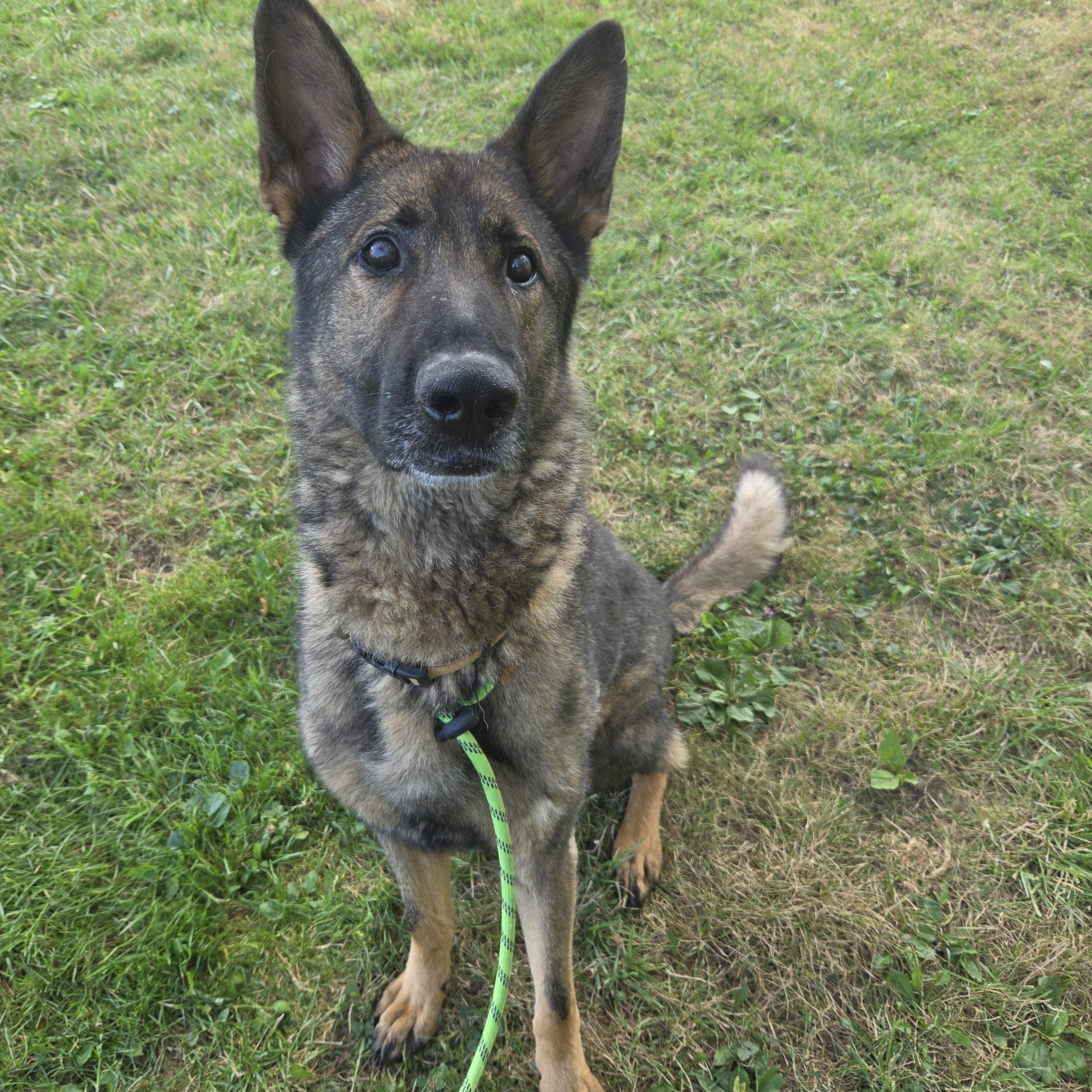 Wilbur, ADOPTABLE, Adult Male German Shepherd Dog.