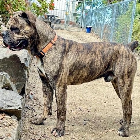 Hudson, an adoptable Cane Corso in Phoenix, OR, 97535 | Photo Image 3