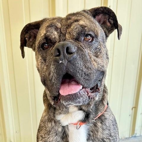 Hudson, an adoptable Cane Corso in Phoenix, OR, 97535 | Photo Image 1
