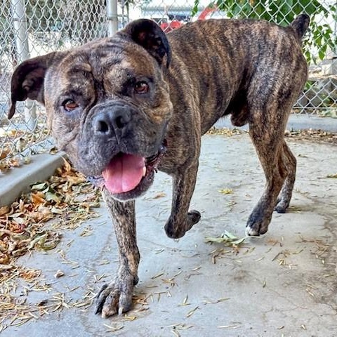 Hudson, an adoptable Cane Corso in Phoenix, OR, 97535 | Photo Image 3
