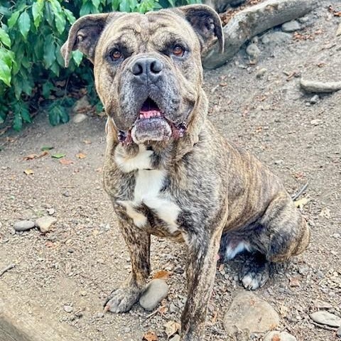 Hudson, an adoptable Cane Corso in Phoenix, OR, 97535 | Photo Image 4