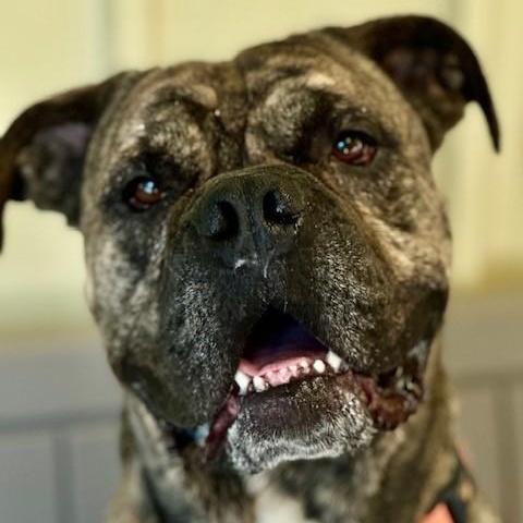 Hudson, an adoptable Cane Corso in Phoenix, OR, 97535 | Photo Image 4