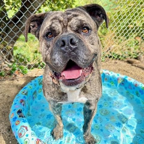 Hudson, an adoptable Cane Corso in Phoenix, OR, 97535 | Photo Image 2