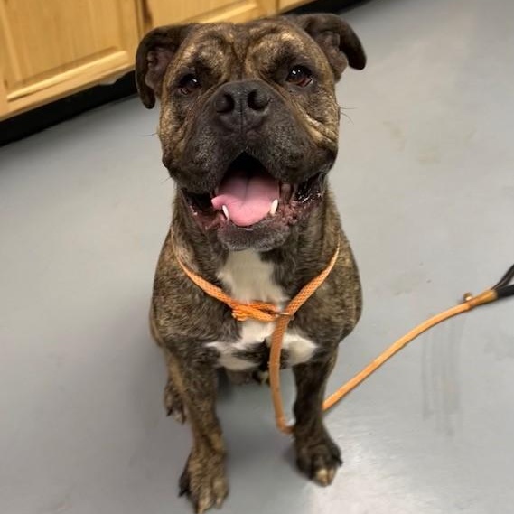 Hudson, an adoptable Cane Corso in Phoenix, OR, 97535 | Photo Image 2