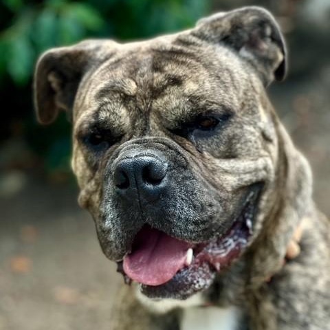Hudson, an adoptable Cane Corso in Phoenix, OR, 97535 | Photo Image 5