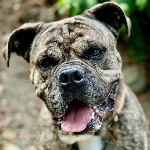 Hudson, an adoptable Cane Corso in Phoenix, OR, 97535 | Photo Image 1
