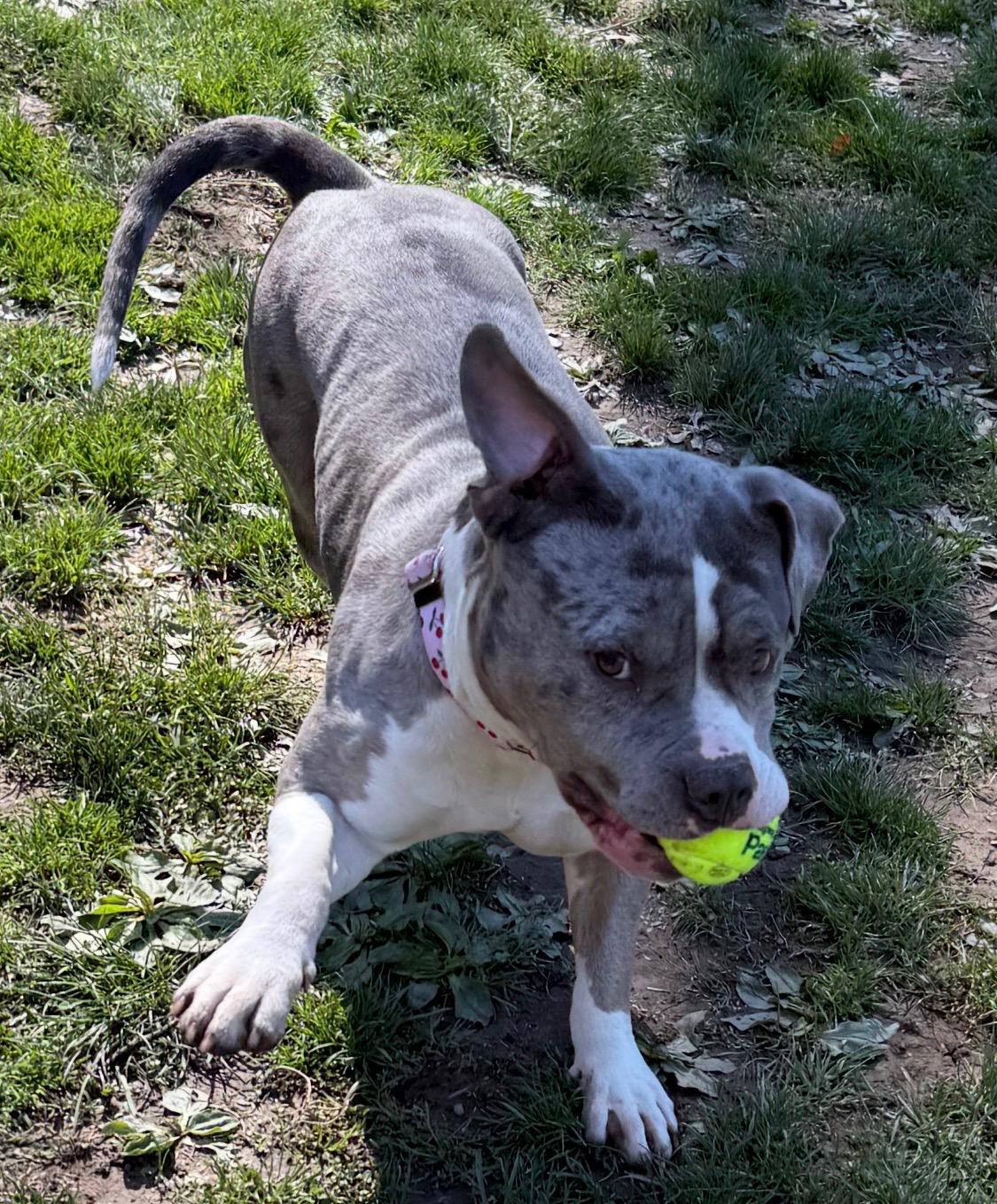 Enlarge Jazzy, a ADOPTABLE mixed breed in White Oak, PA image 4/6