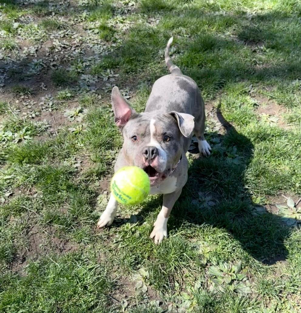 Enlarge Jazzy, a ADOPTABLE mixed breed in White Oak, PA image 5/6