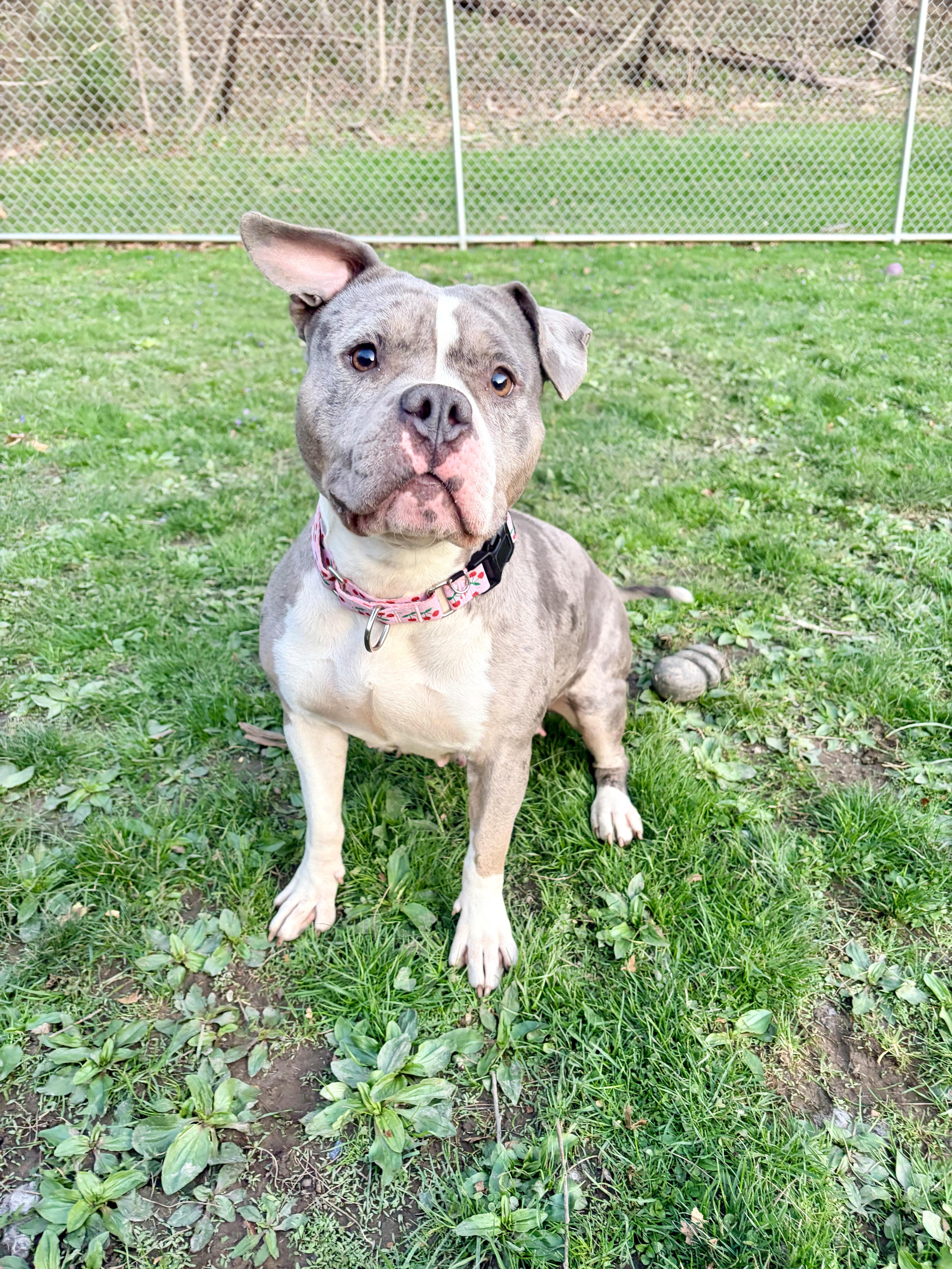 Jazzy, ADOPTABLE, Young Female American Bully.