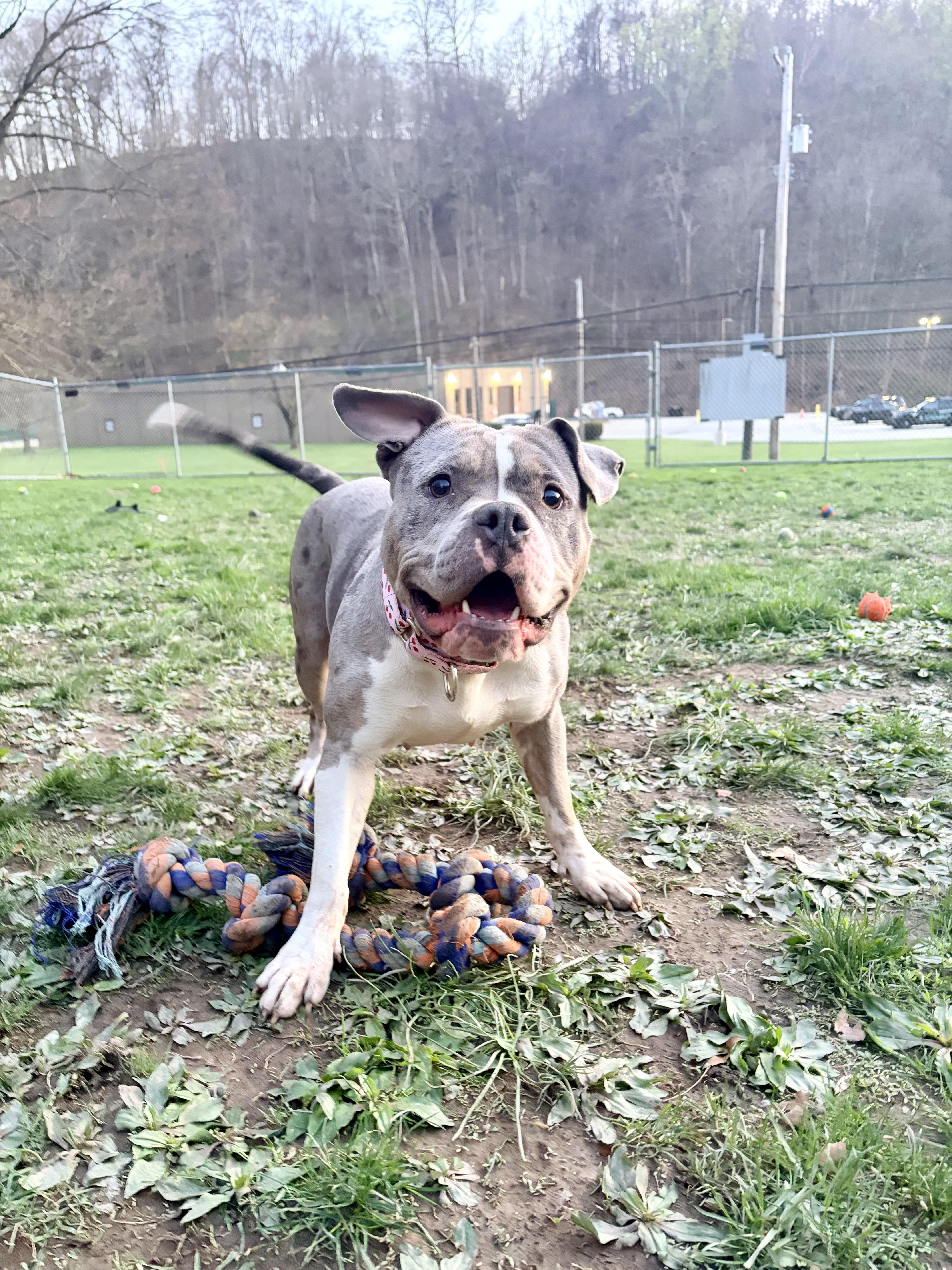 Enlarge Jazzy, a ADOPTABLE mixed breed in White Oak, PA image 3/6