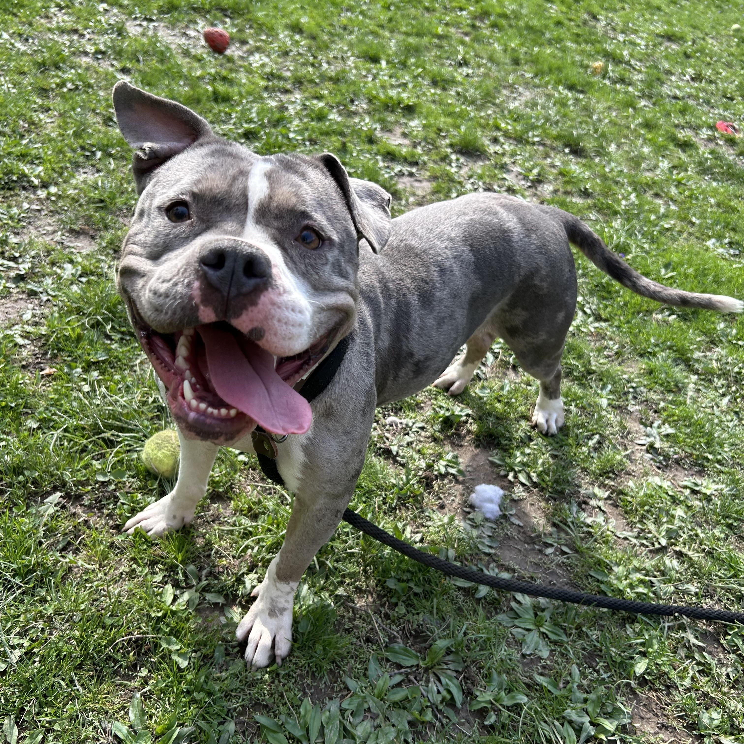 Enlarge Jazzy, a ADOPTABLE mixed breed in White Oak, PA image 2/6