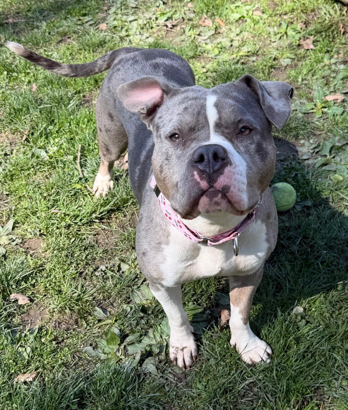 Enlarge Jazzy, a ADOPTABLE mixed breed in White Oak, PA image 6/6