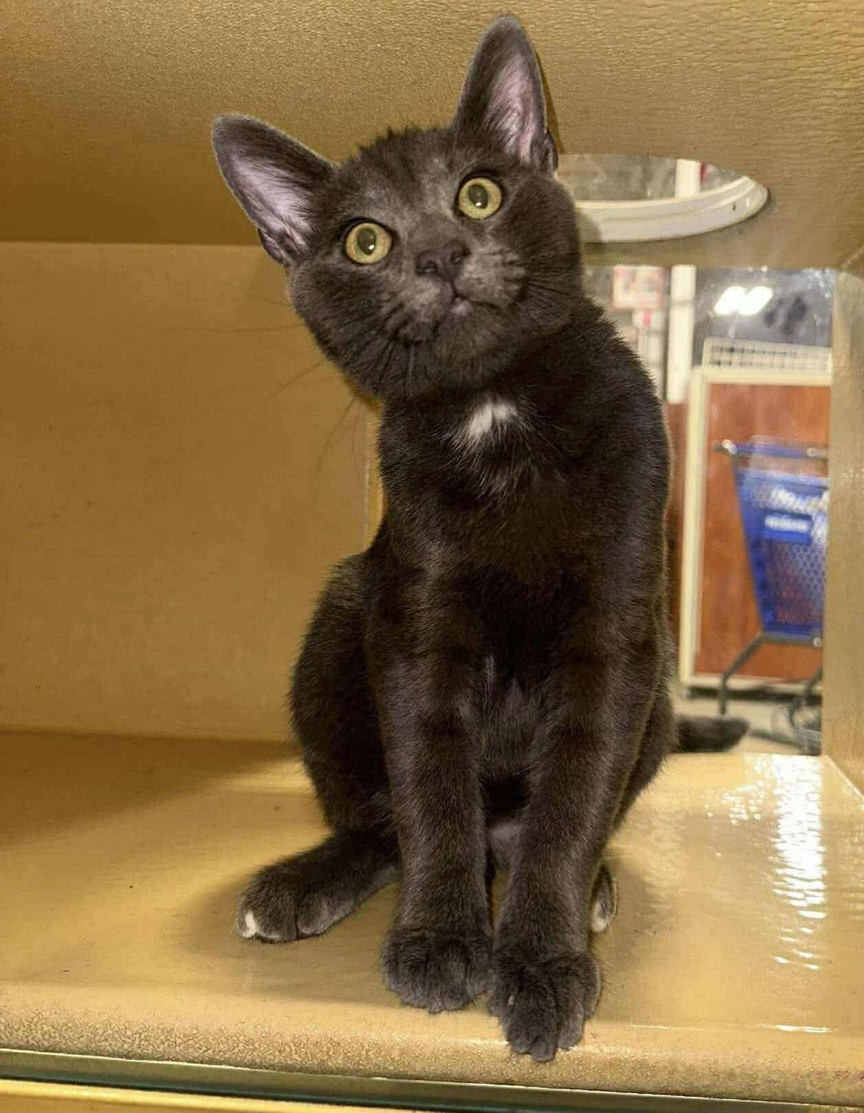 Enlarge Thomas, a Adopted Domestic Short Hair in Sicklerville , NJ image 1/6