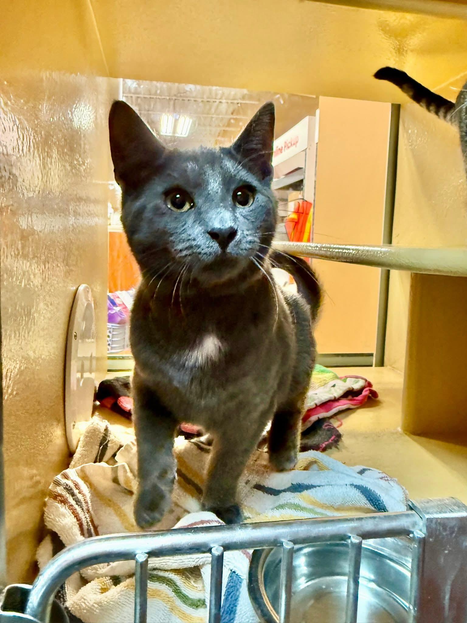 Enlarge Thomas, a Adopted Domestic Short Hair in Sicklerville , NJ image 5/6