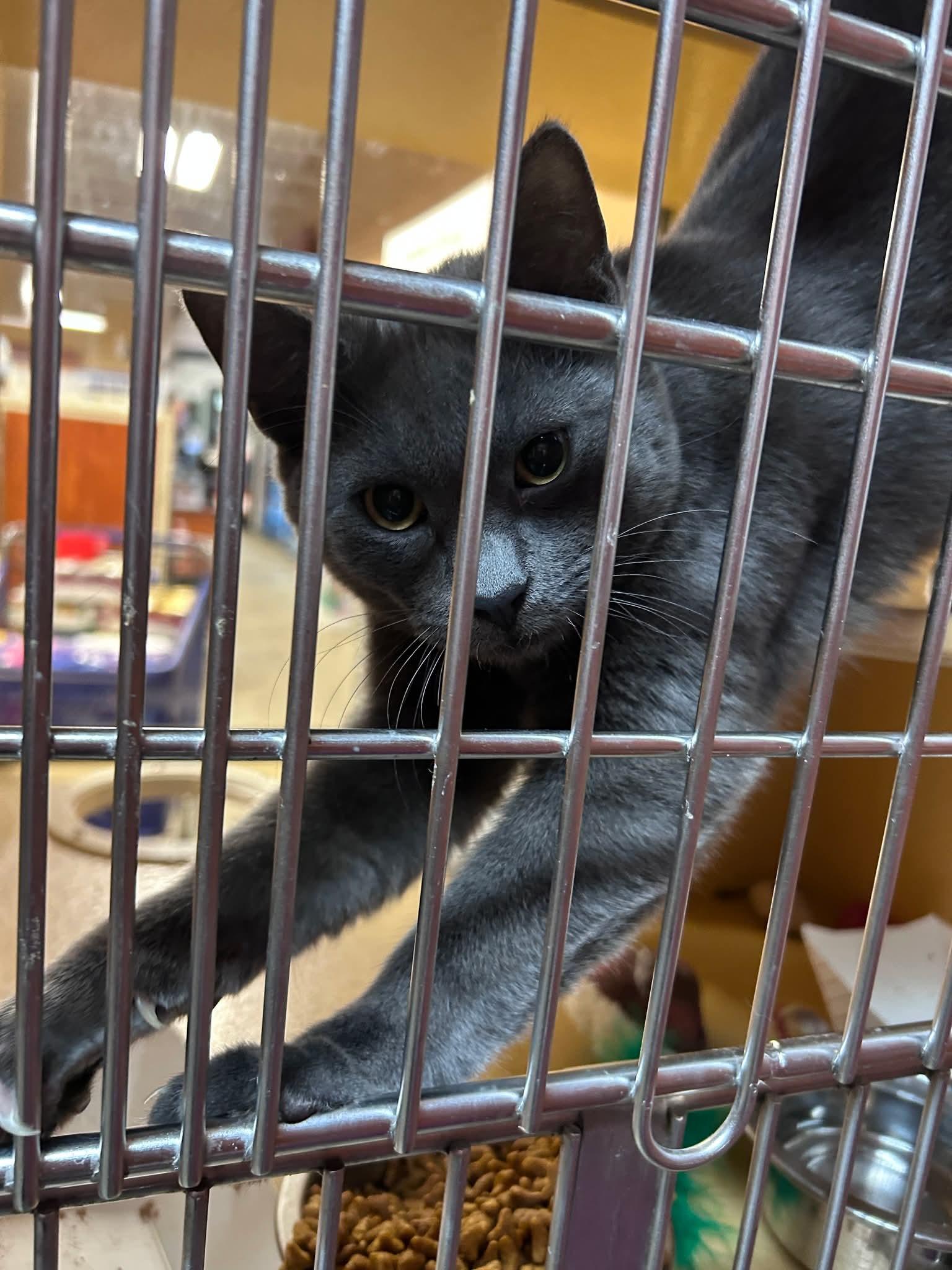 Enlarge Thomas, a Adopted Domestic Short Hair in Sicklerville , NJ image 6/6